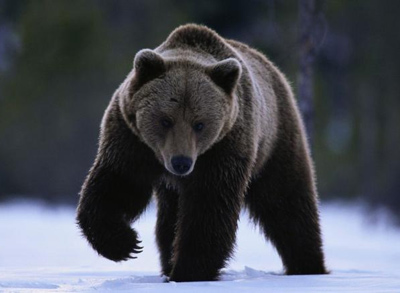 Охота на медведя зимой (на берлоге)