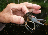 В Финляндии начался сезон ловли раков