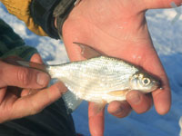 В озерах Латвии задыхается рыба