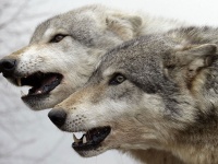 Украина: мариупольские охотники идут по следу приазовских волков