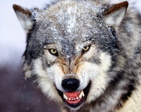 Украина: волки опустошают лесные угодья