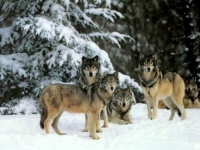 Украина: из заповедника Хомутовская степь периодически убегают волки и пугают местных жителей