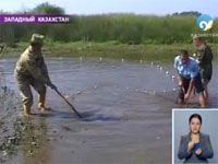 В поселке Серебряково Западного Казахстана гибнет рыба