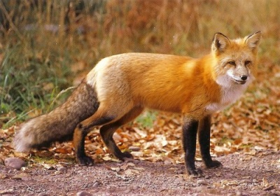 Особенности охоты на лис