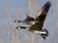 В Беларуси с 10 марта открывается сезон охоты на гусей