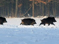 В Беларуси открыта загонная охота на копытных