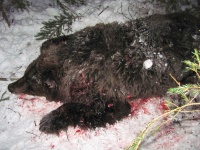 Беларусь: в Оршанском районе браконьеры убили медведицу. Этот вид занесен в Красную книгу