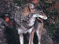 В Латвии начался сезон охоты на волков